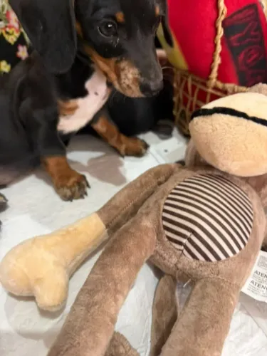 Basset macho alerquim  Dachshund
