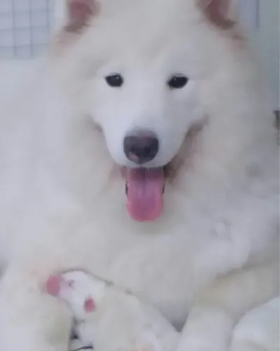 Samoieda, samoeda,Samy, samoiedo