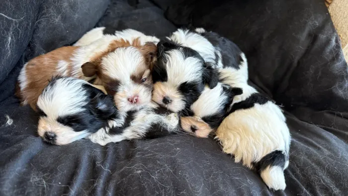 Filhotes de shihtzu 