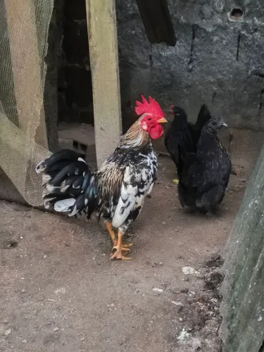 Galinhas garnisé