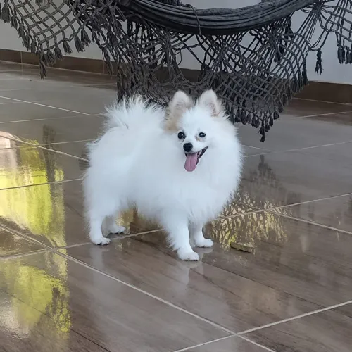 Lulu da Pomerânia fêmea/ Spitz Alemão Anão 