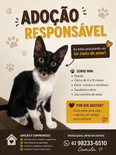 Gatinho pra adoção responsável 