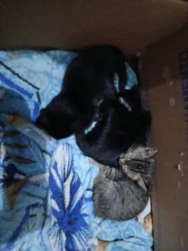 3 gatinhos de 1 mes