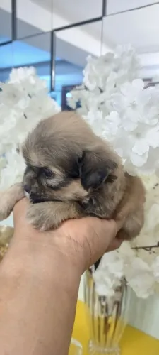 Filhotes de shihtzu machinhos 