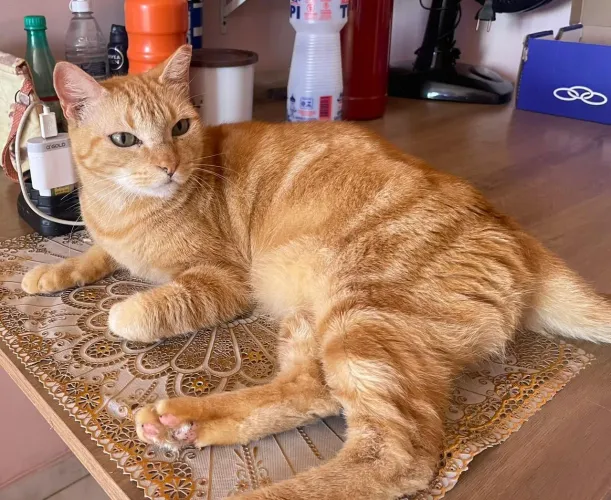 Um lindo gatinho para adoção.