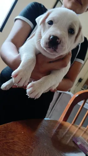 Doa se cachorro macho