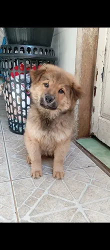 Chow Chow macho