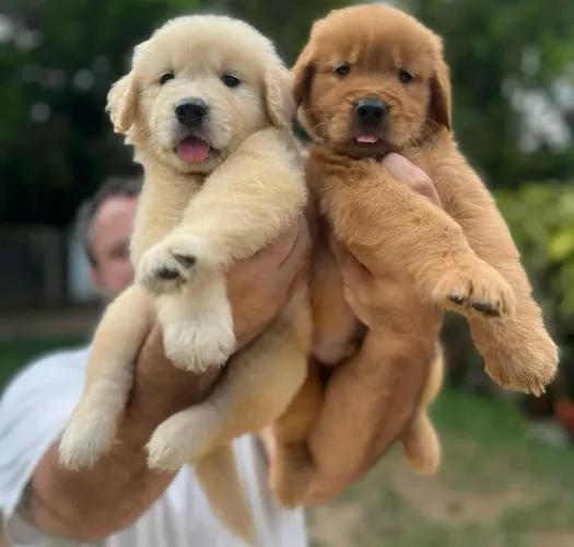 Filhotes de Golden Retriever Muito Carinhosos