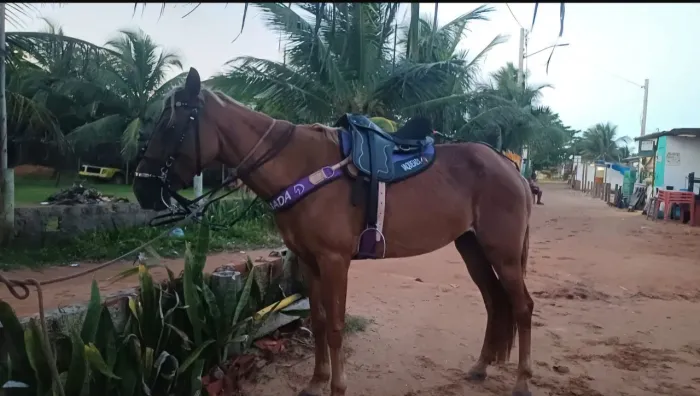 Sela pra cavalo