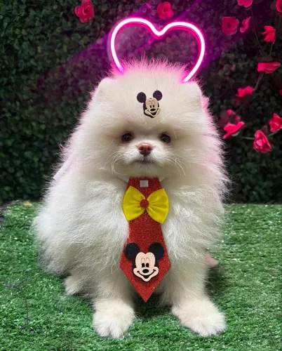 Lulu da pomerania 