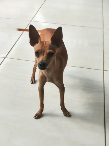 Pinscher