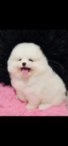 Filhote fêmea de Lulu da pomerania anão