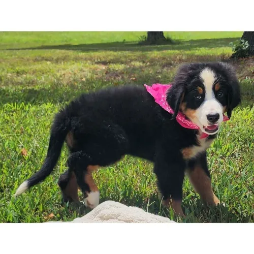 Bernese Mountain:Para uma família especial
