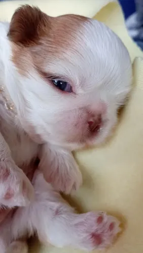 Shih Tzu mageli dogs ?