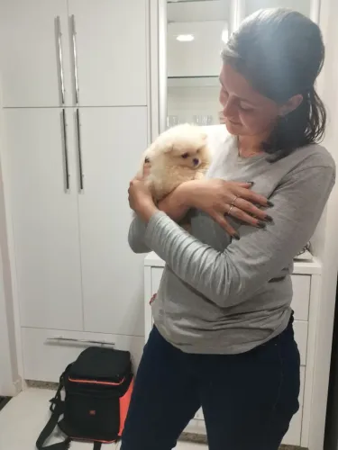 Spitz alemão anão