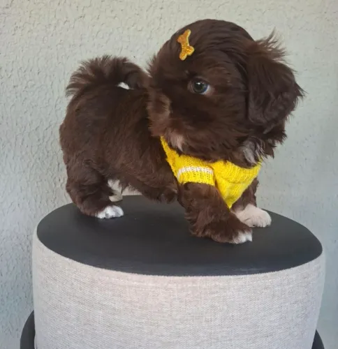 shihtzu macho chocolate olhos claros
