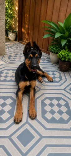 Cão dócil para adoção