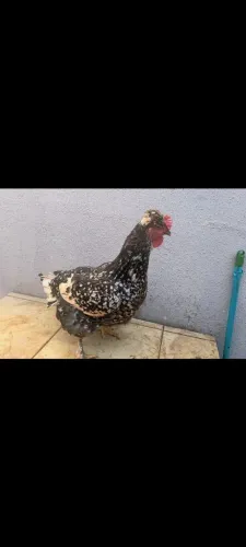 Galinha gsb pura