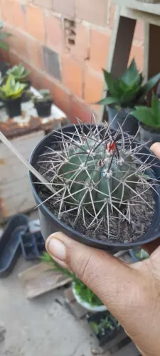Cactos de várias espécies 