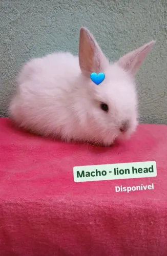 Filhotes de coelho lion head