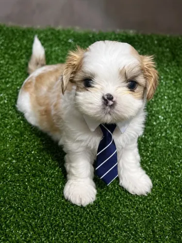 Filhotes de Lhasa Apso Doces e Encantadores