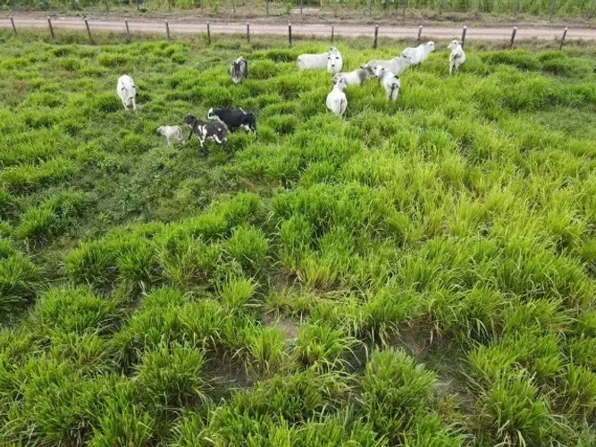 900 hectares sendo 80% aberta em pasto pronta pra confinamento há 80 km de Barcarena