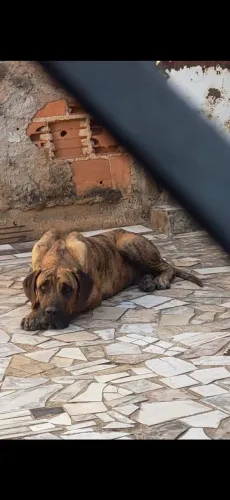 Fila brasileiro OFB 