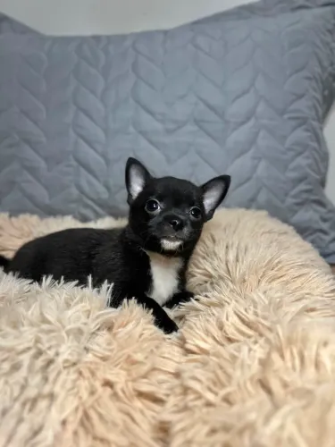 Chihuahua