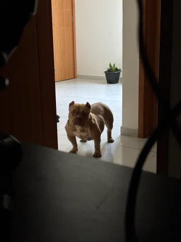 American bully fêmea adulta
