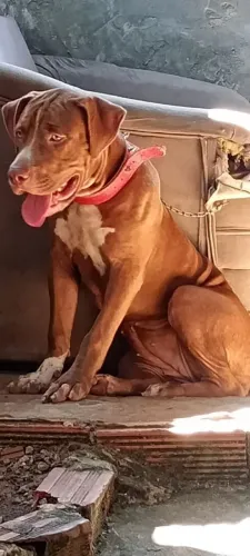 Vendo uma cadela pit monst nova
