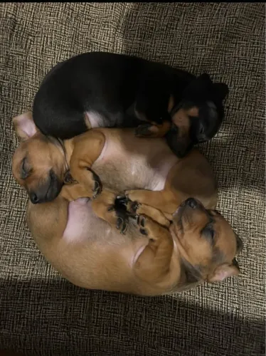 Filhotes de dachshund