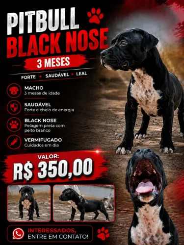Pit Bull