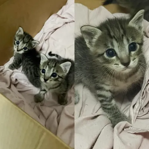 Gatas fêmeas para adoção 