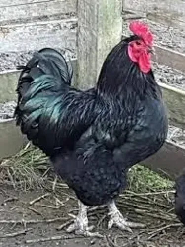 Gigante negro 