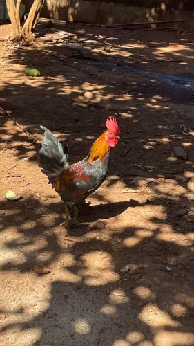Vendo galo 