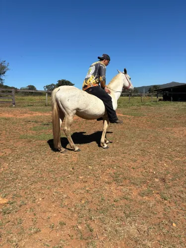 Égua manga larga muito mansa! Égua pronta e prenha de garanhão MP