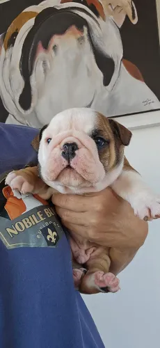 Bulldog Inglês 