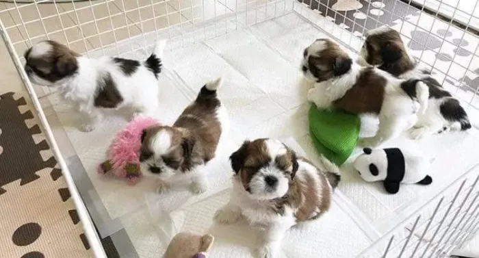 Shih Tzu mini Filhotinhos meninos tricolores 
