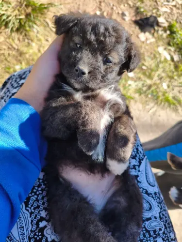 Cachorrimhos para doação