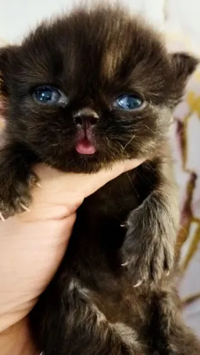 Gata persa pura