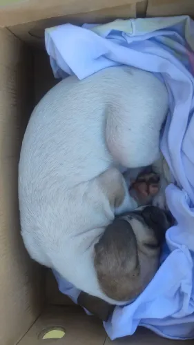 Cachorrinho doação deixo na sua casa 