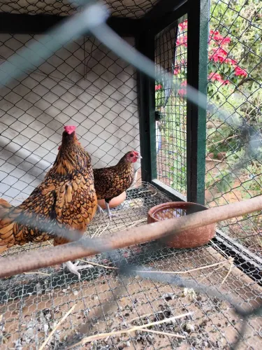 Casal de galinhas sebriht dorada.