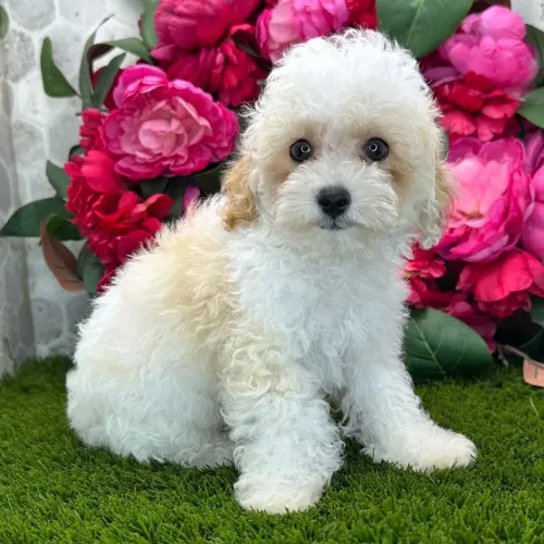Poodle Toy Branquinho: O companheiro perfeito para todas as idades