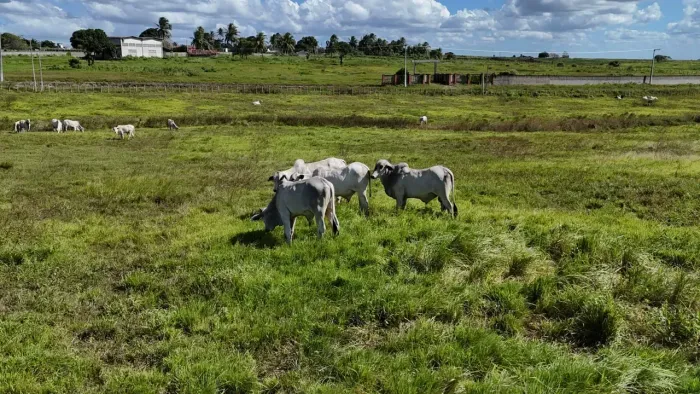 fazenda com 20 hectares com uma excelente estrutura  na região de Monte Alegre