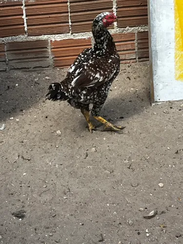 Galinhas e Galo à Venda