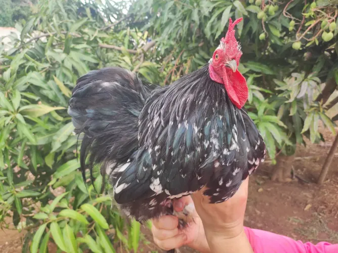 Galinha mini coxim, sedosa do Japão e Nagasaki.