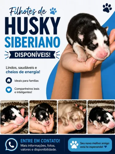 Filhotes de Husky Siberiano disponíveis
