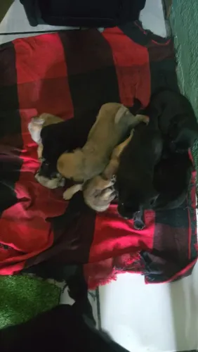 Filhote de pug , 26 dias R$1.100