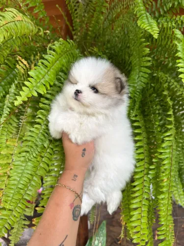 Spitz Alemão lindo demais