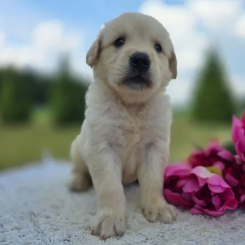 Golden Retriever: O parceiro pefeito para brincar com crianças e adultos.
